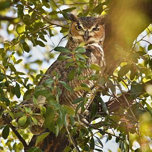 great horned owl