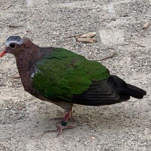 Common Emerald Dove (Chalcophaps indica)