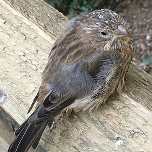 Northern Red Bishop ♀️(Euplectes franciscanus)