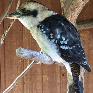 Laughing Kookaburra (kookaburra (Dacelo novaeguineae)