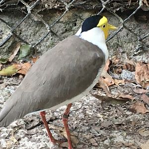 Masked Lapwing (Vanellus miles)