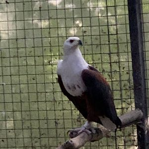 African Fish Eagle (Haliaeetus vocifer)