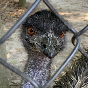 Emu (Dromaius novaehollandiae)
