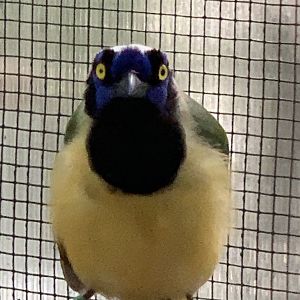 Green Jay (Cyanocorax luxuosus)