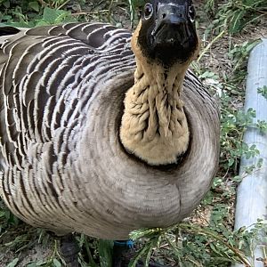 Hawaiian Goose (Branta sandvicensis)