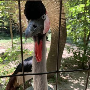 Gray-Crowned Crane (Balearica regulorum)