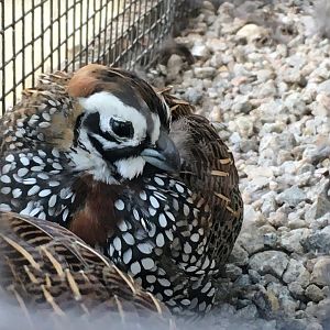 Montezuma Quail Cyrtonyx montezumae)