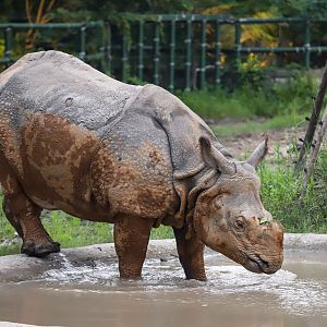 Indian rhinoceros