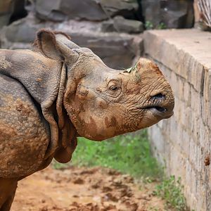 Indian rhinoceros
