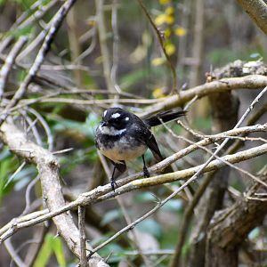 Grey Fantail (Rhipidura albiscapa)