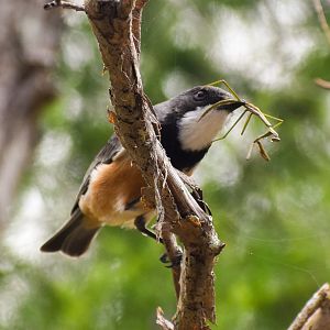 Rufous Whistler eating a Mantid