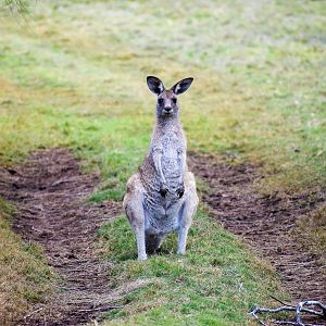 Eastern Grey Kangaroo (Macropus giganteus)