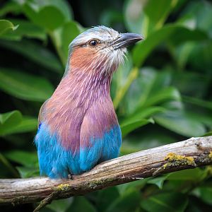 Lilac-breasted Roller / Hamerton / 23-9-21