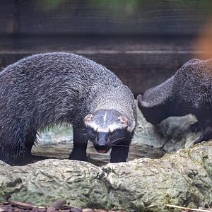 Greater Grison pair / Hamerton / 8-7-21