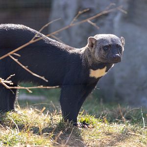 Tayra adult / Hamerton / 23-9-21