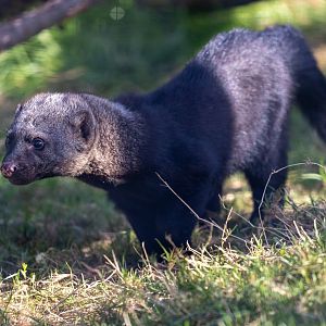 Tayra Juvenile / Hamerton / 23-9-21