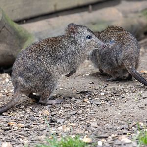 Long nosed Potoroo / Hamerton / 15-7-21