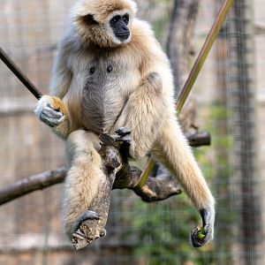 Lar Gibon / Hamerton / 23-9-21