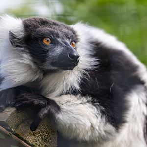 Black & White Ruffed Lemur / Hamerton / 8-7-21