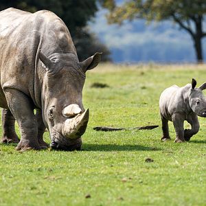 Nandi & Tuli - Southern White Rhino / Whipsnade / 17-9-21