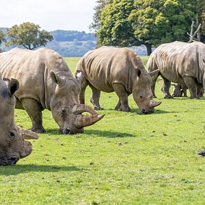 Southern White Rhinos / Whipsnade / 17-9-21
