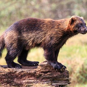 Wolverine  / Whipsnade / 17-9-21