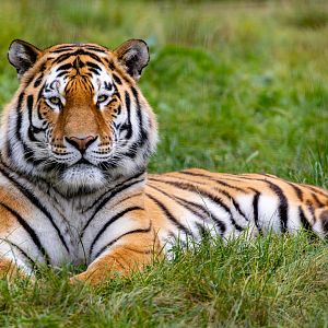 Amur Tiger - Czar? / Whipsnade / 17-9-21