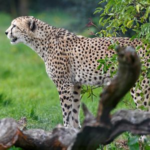 Cheetah / Whipsnade / 17-9-21