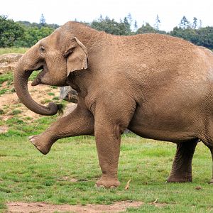 Asian Elephant  / Whipsnade / 17-9-21