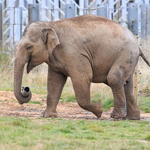 Asian Elephant  / Whipsnade / 17-9-21