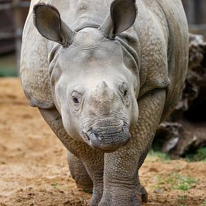 Greater One-horned Rhino  / Whipsnade / 17-9-21