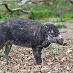 Visayan Warty Pig / Whipsnade / 17-9-21