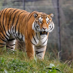 Amur Tiger - Czar?  / Whipsnade / 17-9-21