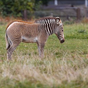 Grevy's Zebra Foal  / Whipsnade / 17-9-21