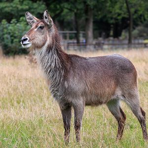 Waterbuck  / Whipsnade / 17-9-21