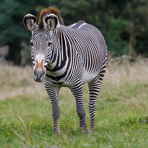 Grevy's Zebra  / Whipsnade / 17-9-21