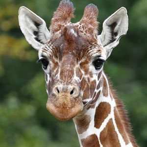 Reticulated Giraffe  / Whipsnade / 17-9-21