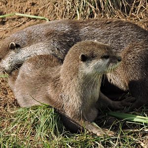Asian Short Clawed Otters