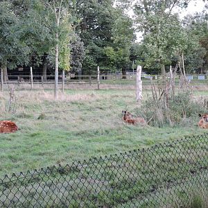 Sitatunga sharing Bongo paddock
