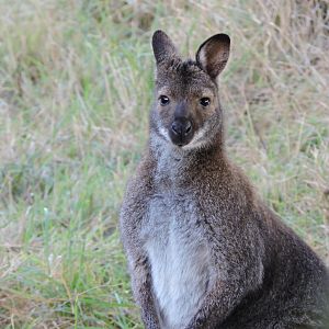 Wallaby