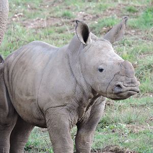 White Rhino calf Nandi