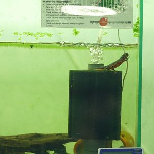 Oriental Fire-Bellied Newt, September 2021