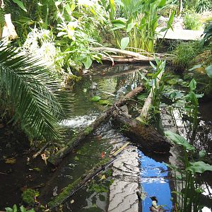 Pond in the Oasis, with pond sliders, 2021-09-03