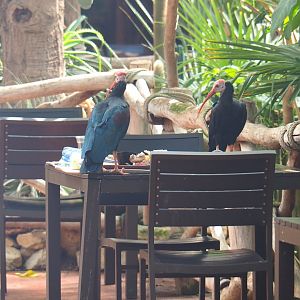 Southern bald ibises (Geronticus calvus) scavenging left-behind visitor's food tray, 2021-09-03