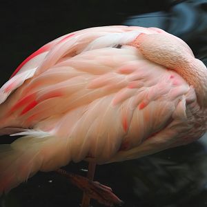 Lesser flamingo (Phoeniconaias minor), 2021-09-03