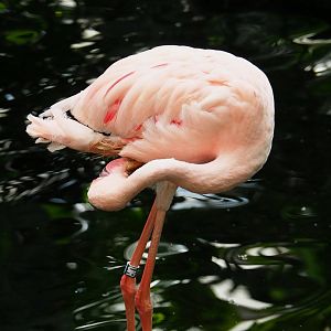 Lesser flamingo (Phoeniconaias minor), 2021-09-03