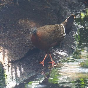 Female Malaysian great Argus (Argusianus argus argus), 2021-09-03