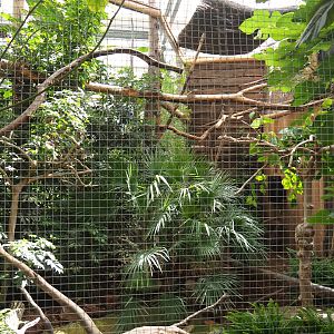 Silvery-cheeked hornbill aviary, 2021-09-03