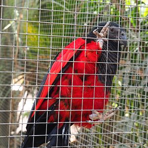 Pesquet's parrot (Psittrichas fulgidus), 2021-09-03