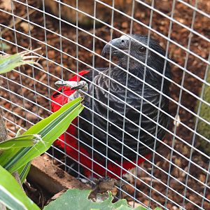 Pesquet's parrot (Psittrichas fulgidus), 2021-09-03